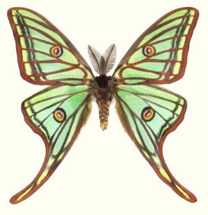 The protected moth Graellsia isabellae (Graells 1849) (Lepidoptera: Saturniidae)