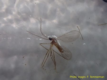 close-up of pheromone trapped Contarinia nasturtii