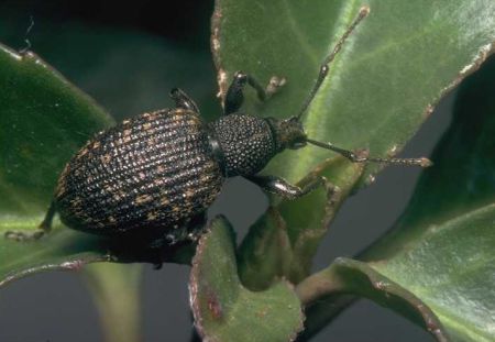 Figure 1. Black vine weevil (Otiorhynchus sulcatus)