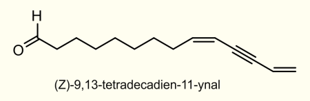 Stenoma catenifer