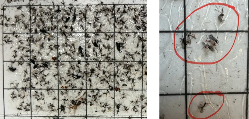 Figures 2 and 3. (Part of) a glue board with (male) Mayetiola destructor (Photos: Anitha Chirumamilla, NDSU)