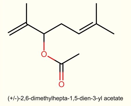 Pseudococcus comstocki