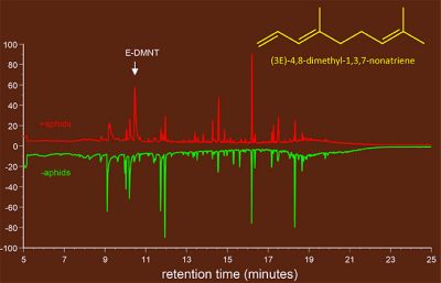 Aphid (insect) damage triggers the production of E-DMNT in several plant species