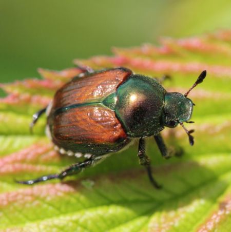 Figure 1. Adult Popillia japonica (photo: ©Theresa Cira, Minnesota Department of Agriculture)